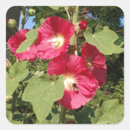 Rosa stockrosor fyrkantigt klistermärke