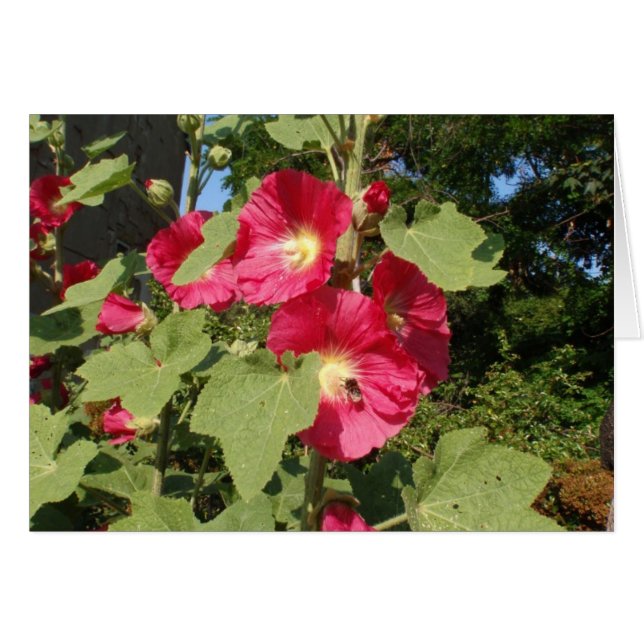 Rosa stockrosor hälsningskort (Framsidan Horizontal)