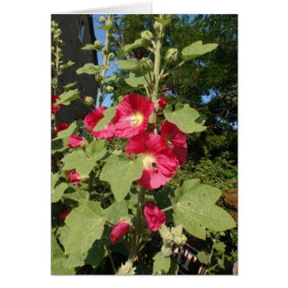 Rosa stockrosor hälsningskort