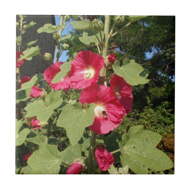 Rosa stockrosor kakelplatta (Framsidan)