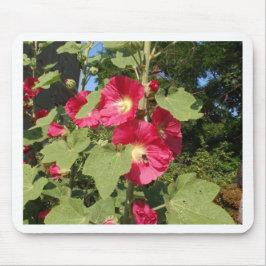 Rosa stockrosor musmatta