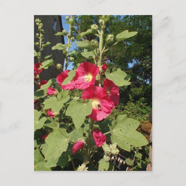 Rosa stockrosor vykort (Framsida)