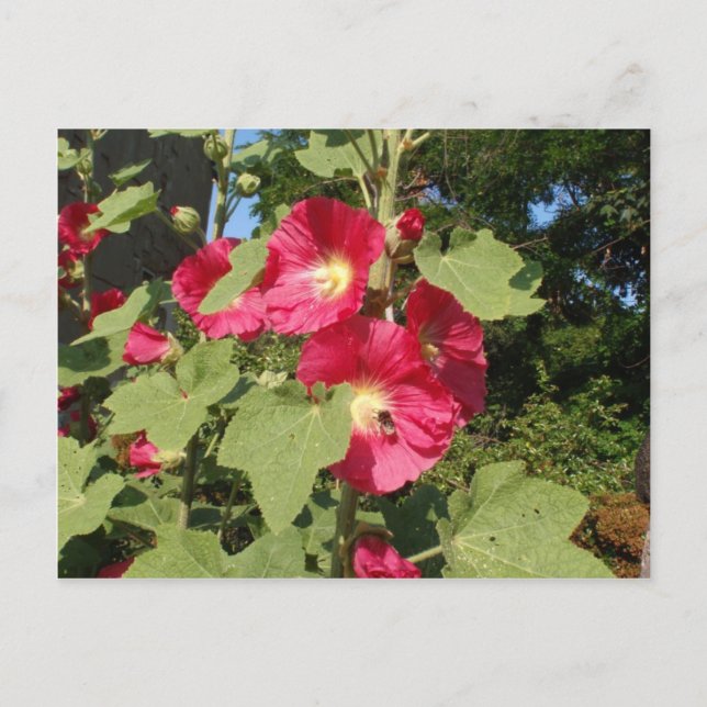 Rosa stockrosor vykort (Framsida)