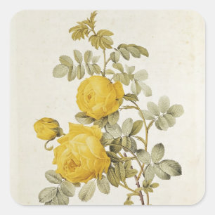 Rosa Sulfurea från "Les Ro Fyrkantigt Klistermärke