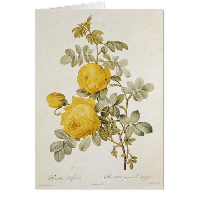 Rosa Sulfurea från 'Les ro Hälsningskort (Framsidan)