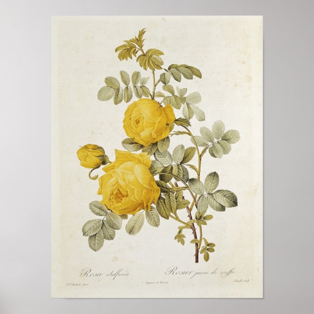 Rosa Sulfurea från "Les Ro Poster (Framsidan)