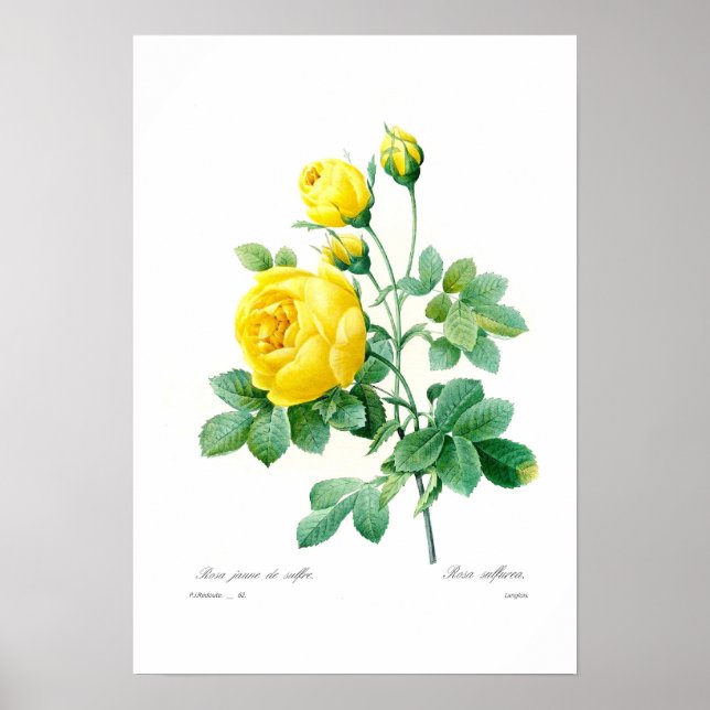 Rosa sulfurea poster (Framsidan)