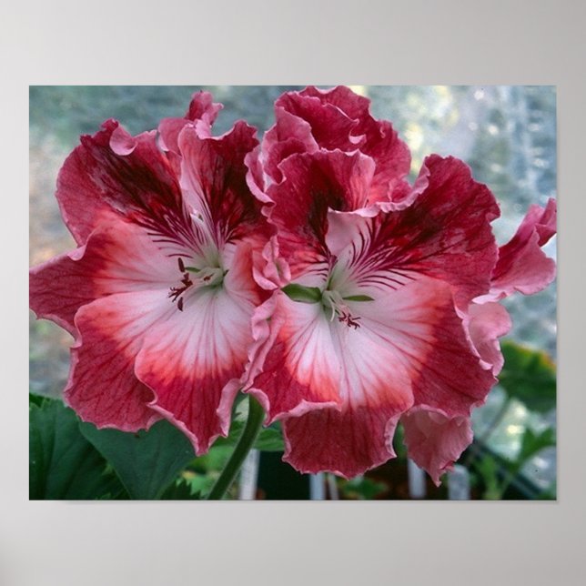 Rosa Summer Flowers Photo Nature Wall Poster (Framsidan)