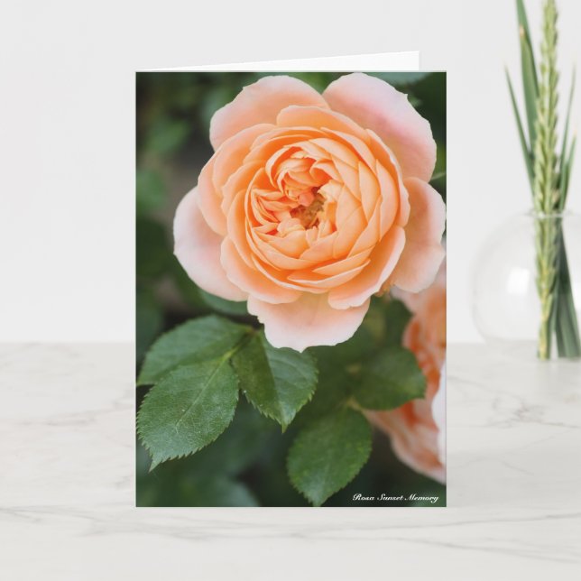 Rosa Sunset Memory:Greeting card Kort (Framsida)