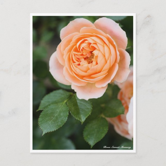 Rosa Sunset-minne:vykort Vykort (Framsida)