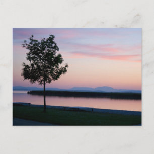 Rosa Sunset Vykort