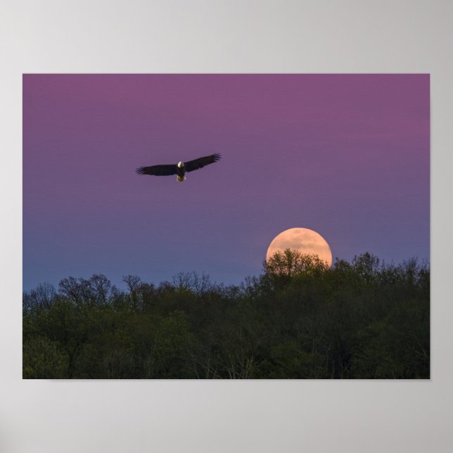 Rosa Supermoon Eagle Poster (Framsidan)