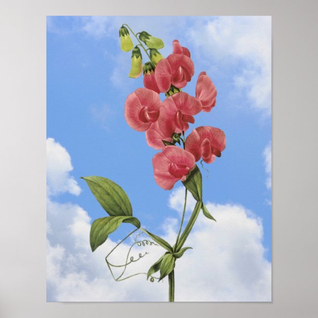 Rosa Sweet Pea Blommigt Art Poster (Framsidan)
