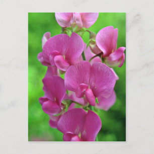 Rosa Sweet Pea-blommor Vykort