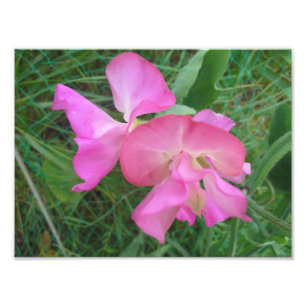 Rosa Sweet Pea Fototryck