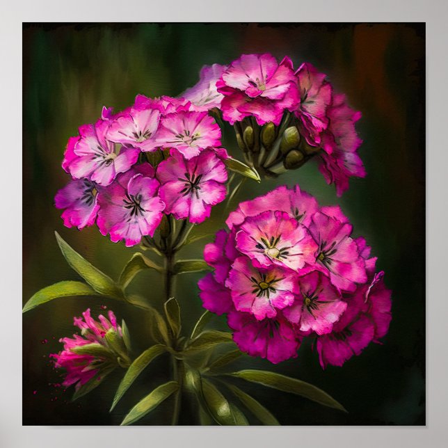 Rosa Sweet William Flower Art Print Poster (Framsidan)