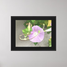 Rosa symfoni Morning Glory