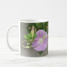 Rosa symfoni Morning Glory