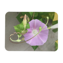 Rosa symfoni Morning Glory Magnet