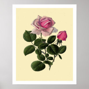 Rosa Tea Ro Poster