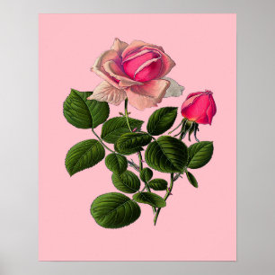 Rosa Tea Ro Poster