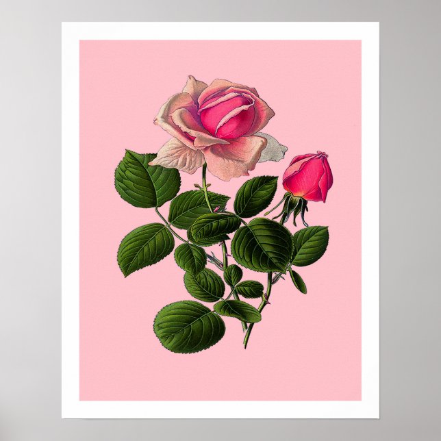 Rosa Tea Ro Poster (Framsidan)