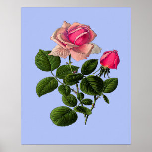 Rosa Tea Ro Poster