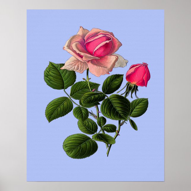 Rosa Tea Ro Poster (Framsidan)