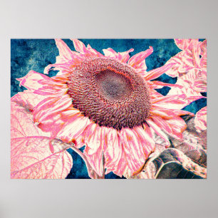 Rosa Teal Blue-Vintagen Giant Sunblommor Poster