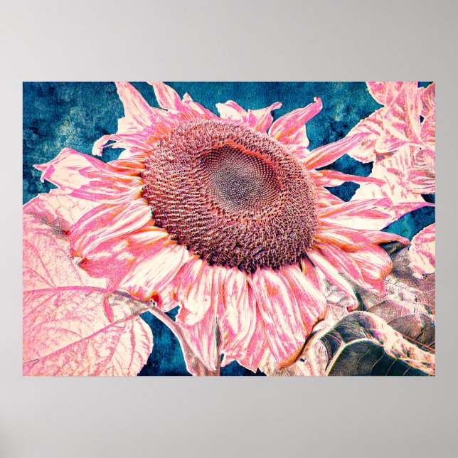 Rosa Teal Blue-Vintagen Giant Sunblommor Poster (Framsidan)