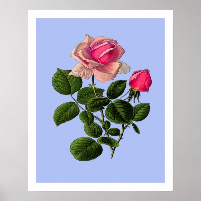 Rosa tekatterrosor poster (Framsidan)
