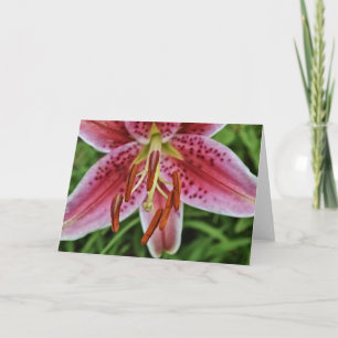Rosa Tiger Lily 1 Blank Note Card Kort