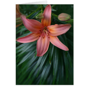 Rosa Tiger Lily Flower Hälsningskort