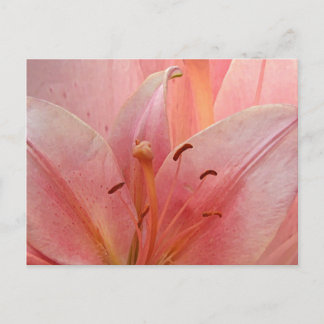 Rosa Tiger Lily-inbjudan Vykort