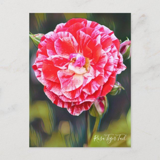 Rosa Tiger Svan [vykort] Vykort (Framsida)