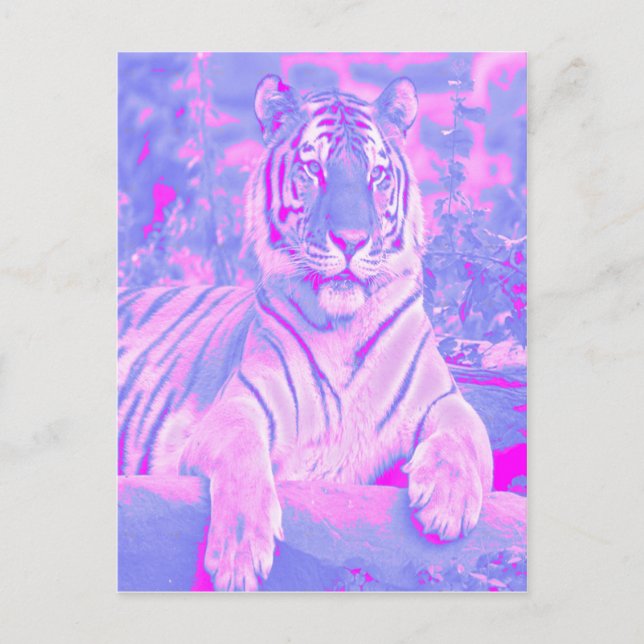 Rosa Tiger-vykort Vykort (Framsida)
