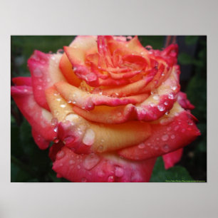 Rosa till Gult Rainbow Ro Poster