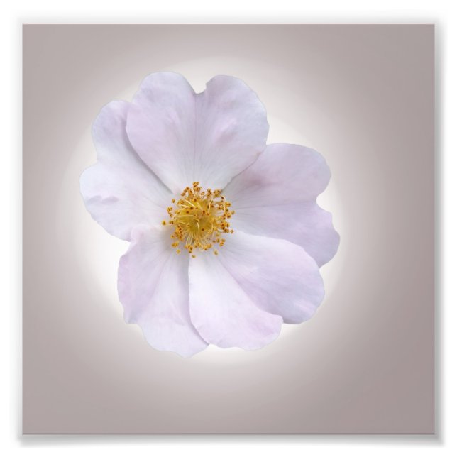 rosa till lila fototryck (Framsidan)
