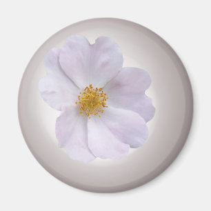 rosa till lila magnet