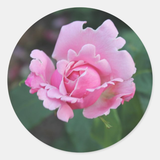 Rosa tomrose runt klistermärke (Framsida)