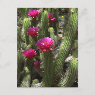 Rosa Torch Cactus Vykort