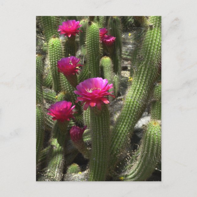 Rosa Torch Cactus Vykort (Framsida)