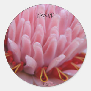 Rosa Torch Ginger Bröllop Kuvert Seals/ Stickers Runt Klistermärke