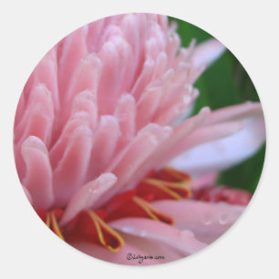 Rosa Torch Ginger Bröllop Runt Klistermärke