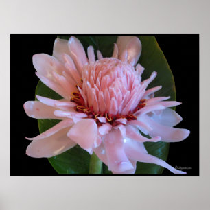 Rosa Torch Ginger Hawaii Exotic Poster Prints