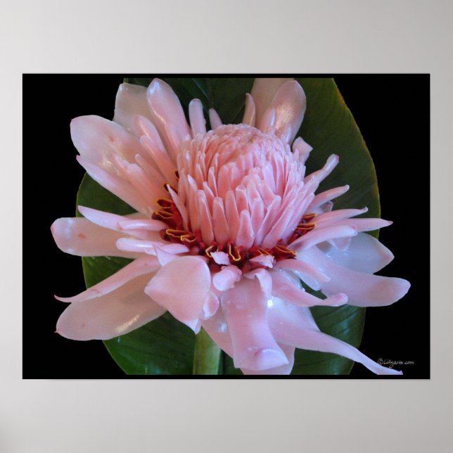 Rosa Torch Ginger Hawaii Exotic Poster Prints (Framsidan)