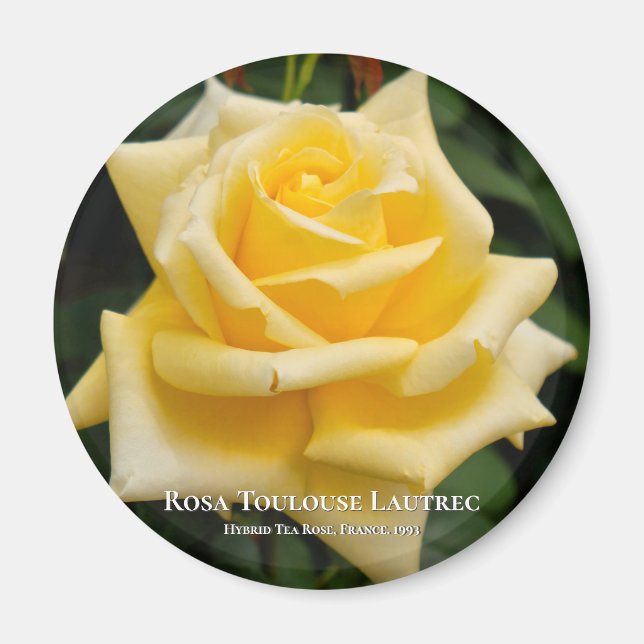 Rosa Toulouse Lautrec Magnet (Framsidan)