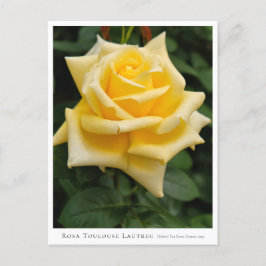 Rosa Toulouse Lautrec Vykort