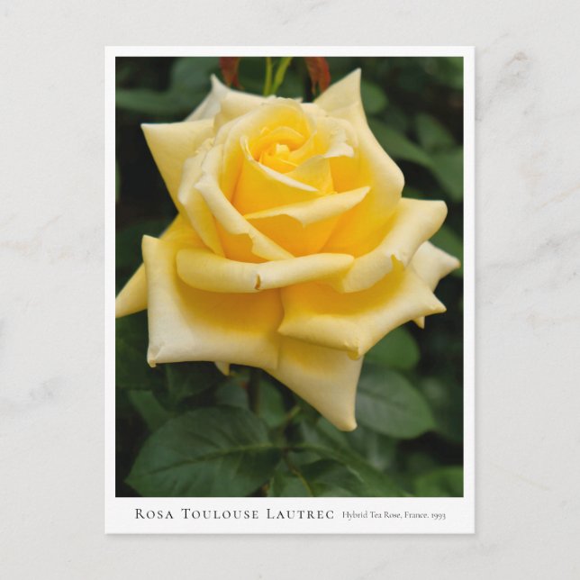 Rosa Toulouse Lautrec Vykort (Framsida)