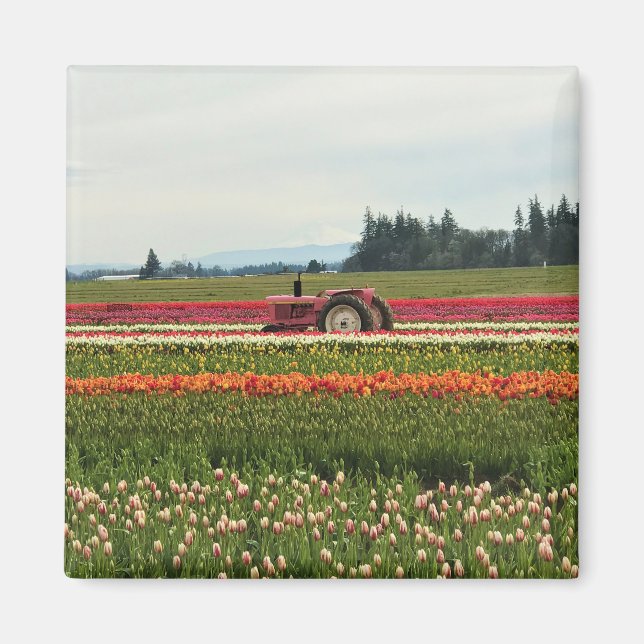 Rosa Tractor in Tulip Fält Magnet (Framsidan)